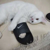 گربه پرشین خونگی