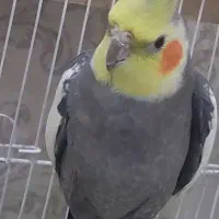 عروس هلندی 3 عدد