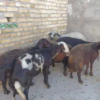 میش قزل افشار پلنگی