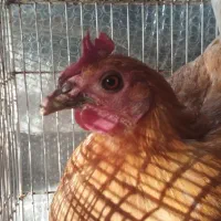 فروش مرغ باغملک با 7 تا جوجه + ارسال