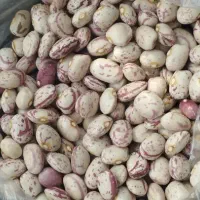 حبوبات لوبیا چیتی