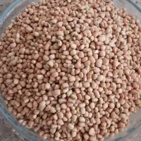 لوبیای جیرفتی