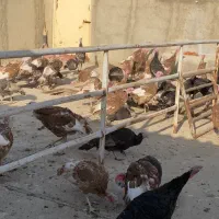 بوقلمون|حیوانات مزرعه|سنندج, |دیوار