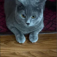 گربه بریتیش اصیل