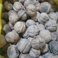 گردو|خوردنی و آشامیدنی|اهواز, کوی طلاب|دیوار