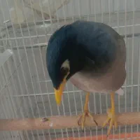 جوجه عروس هلندی و مرغ مینا|پرنده|دوگنبدان, |دیوار