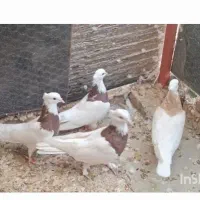 کفتر طوقی جفتگاه