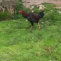 خروس لاری اصیل