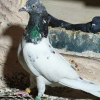 کبوتر پاکستانی