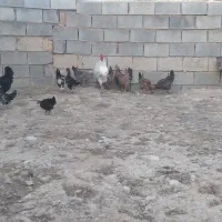 مرغ.خروس|پرنده|داران, |دیوار