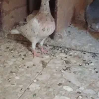 کفتر سار سرور هفترنگ سینه کله عطیقه