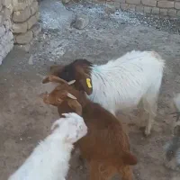 بزغاله|حیوانات مزرعه|قم, بلوار امین و ساحلی|دیوار