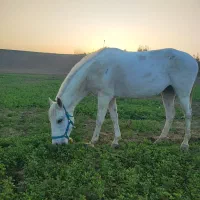 مادیان ترکمن هفت ماهه آبستن