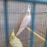 عروس هلندی|پرنده|چابهار, |دیوار