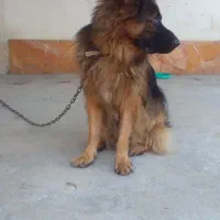 ژرمن قابل معاوضه|سگ|تنکابن, |دیوار