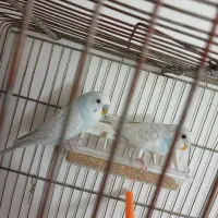 مرغ عشق درحال خونه گرم کردن