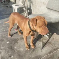 سگ پیت بول|سگ|چهاردانگه (تهران), |دیوار