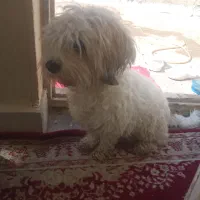 سگ ماده شیتزوتریر