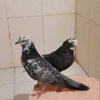 کفتر پرشی نسل دار|پرنده|شاهدشهر, |دیوار