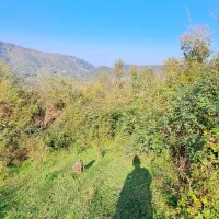 زمین باغی آینده دار /رو ارتفاع|فروش زمین و ملک کلنگی|سیاهکل, |دیوار