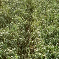 فروش ۲۰۰کیلو گندم رقم پیشگام