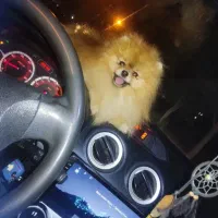 پامر خرسی نر وارداتی