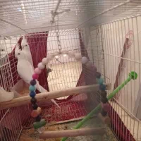 عروس هلندی آلبینو فروشی