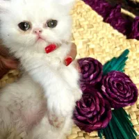 واگذاری گربه