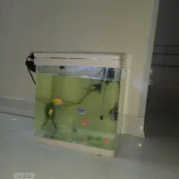 آکواریوم به همره ماهی