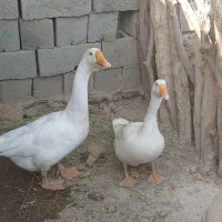 قوغاز خالماگوری مفت