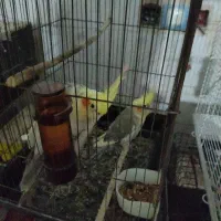 عروس هلندی با طوطی برزیلی|پرنده|شوش, |دیوار