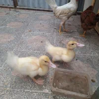 جوجه اردک 2تا باهم 600ت