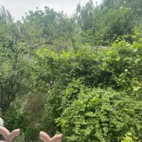باغچه