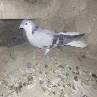 چند جفت کفتر پشت گراف پلاکی|پرنده|زاوه, |دیوار