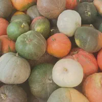 فروش کدو حلوایی