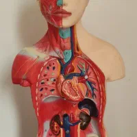مولاژ آناتومی بدن|کلکسیون و سرگرمی|تهران, شارق|دیوار