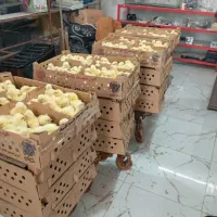 جوجه واکسن خورده سر و حال
