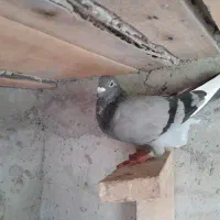 کبوتر پلاکی نره پشدار