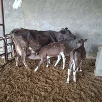 گاو وگوساله