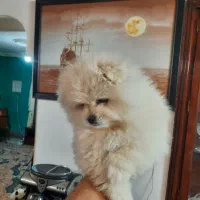 توله‌پامرین‌دوسر‌خرسی‌خالص