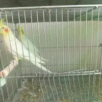 چند جفت عروس هلندی