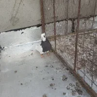 طوقی سیاه ماده|پرنده|شال, |دیوار