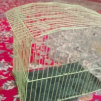 قفس