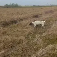 سگ شکاری المان اصیل