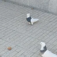 کبوتر طوقی|پرنده|فرخ‌شهر, |دیوار