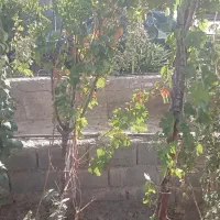 فروش خانه ویلایی ۱۲۰ متری ۱ خوابه در لک لک|فروش خانه و ویلا|مشهد, لک لک|دیوار