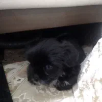 سگ شیتزو اصل سوپر فلت دوماهه