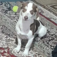 سگ پاکوتاه اشپیتز آلمانی|سگ|مشهد, نوده|دیوار