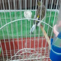 قناری نر مست بخون شلاقی به شرط خوندن