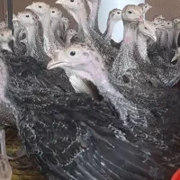بوقلمون ۴۷ روزه برنز امریکایی سینه پهن